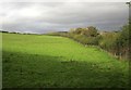 SX5560 : Pasture, Portworthy by Derek Harper