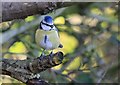 Blue tit looking fierce