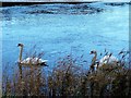 NT8947 : Swans on the River Tweed by David Chatterton