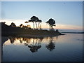 NT6478 : Coastal East Lothian : Hedderwick Pines by Richard West