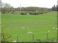 Ewes and lambs, Auchentiber