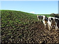 Hilly grazing off National Cycle Route 3