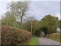 Woodland at Holme Down