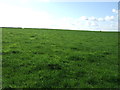 Grazing near Lancallan Farm