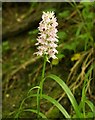ST9521 : Orchid below Winkelbury Hill by Derek Harper