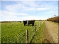 NZ2047 : Grazing cattle by Robert Graham