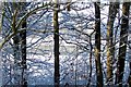 NT9250 : Frozen river by David Chatterton