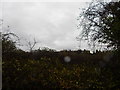 Trees on Hambrook Lane