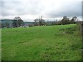 Sheep pasture at Manor House Farm