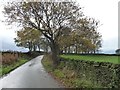 Trees along Dennis Lane, looking south-west