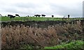 Cattle on the east side of Dennis Lane