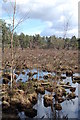 Boggy ground Avon Heath Country Park