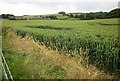 Wheat near Norrington