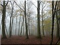 Autumnal trees in the mist - Roundhill Wood