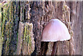 Fungi, Ballyskeagh - November 2014(1)