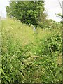 Overgrown bridleway, Twenty Acre Cottages