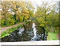 Looking east along the Basingstoke Canal