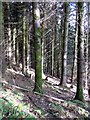 Conifer woodland in Stoney Hill Plantation 