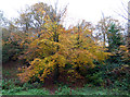 Coldharbour:  Beeches at  the Landslip car park