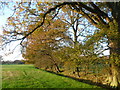 Footpath to Wissenden