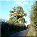 Oak by a country lane