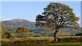 Oak and Worcestershire Beacon