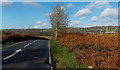 Brown bracken and green grass NW of Pencoed