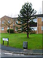 Monkey puzzle tree on Nottingham Close