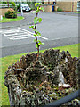 Beech tree sapling