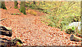 J4681 : Autumn leaves, Crawfordsburn Country Park (November 2014) by Albert Bridge