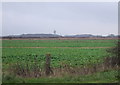 Crop field off Queensway