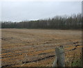 Flat farmland towards Woodland