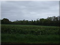 Hedgerow and field