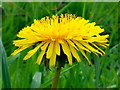 Taraxacum officinale, Dandelion