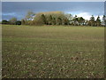 Crop field north of Trevol Road