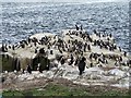 NU2135 : Mixed group of seabirds, Farne Islands by David Chatterton