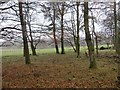 Strip wood, Glentyan