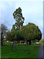 St Andrew, Cobham: churchyard (f)