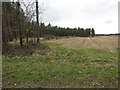 Cleared area of Thetford Forest