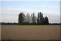 Trees, Moor Lane Farm