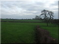 Farmland and hedgerow