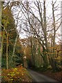 Row Lane, heading south through Winterfold Wood