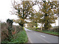 Trees in autumn colours beside Norwich Road