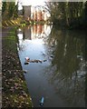 Rubbish in the canal near Station House, Leamington