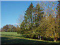 Small copse, Woodcote Farm