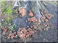 NT1977 : Fungi on a Sycamore stump by M J Richardson