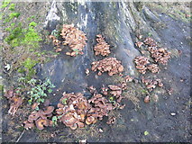NT1977 : Fungi on a Sycamore stump by M J Richardson