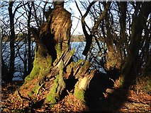 H5776 : Rotten tree stump, Loughmacrory by Kenneth  Allen