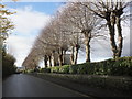 Pollarded trees line the cemetery, on Goodleigh Road