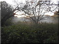 Mist and woodland on Stokes Field